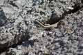 Small lizard on a petrified wood