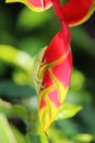 A small lizard resting on a heliconia rostrata flower at Vizcaya Museum and Gardens in Miami, Florida Royalty Free Stock Photo