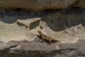Small lizard resting on layered sunlit rock wall Royalty Free Stock Photo