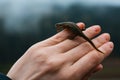 A small lizard rests gently on a human hand on a blurred blue background. Royalty Free Stock Photo