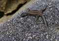 a small lizard rests on a rock as it stalks around Royalty Free Stock Photo