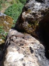 a small lizard on a rock near the grass and rocks