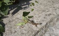 Small lizard on rock in Rovinj, Croatia Royalty Free Stock Photo