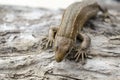Small lizard on the rough wooden surface macro Royalty Free Stock Photo