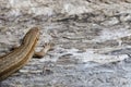 Small lizard on the rough wooden surface macro Royalty Free Stock Photo