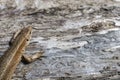 Small lizard on the rough wooden surface macro Royalty Free Stock Photo