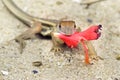 A small lizard on the sand with a hibiscus flower in its teeth. Sri Lanca.