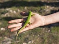 Small lizard sits on hand