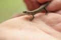 Small lizard sits on a manÃ¢â¬â¢s hand Royalty Free Stock Photo