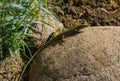 A small lizard sits on a rock. The lizard has a striped color.