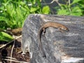 Small lizard sitting on log in forest Royalty Free Stock Photo