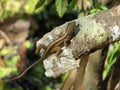 Small lizard at Six Mile Cypress Slough Preserve