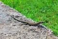 A small lizard on a stone against the green grass Royalty Free Stock Photo