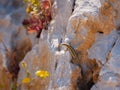 Small lizard sun-basking on a rock in the morning Royalty Free Stock Photo