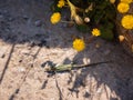 Small lizard sun-basking on a rock in the morning Royalty Free Stock Photo