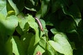 A small lizard suntans on a green leaf Royalty Free Stock Photo