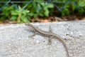 Small lizard that takes the sun on a low wall in the city Royalty Free Stock Photo