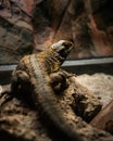 Small lizard in a terrarium on a blurry background Royalty Free Stock Photo