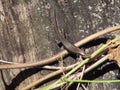 A small lizard on a tree in the middle Royalty Free Stock Photo