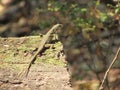 A small lizard on a tree in the middle Royalty Free Stock Photo