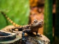 a small lizard on a warm stone looks into the camera from a terrarium