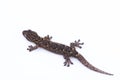 Small lizard on white background. Reptiles found in nature,Thailand