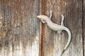 Lizard on a wooden wall closeup, Mistras, Greece Royalty Free Stock Photo