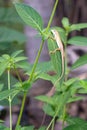 Small lizards,chameleon garden reptiles Walking on the leaves at tree branches