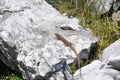 Lizzard on a rock Royalty Free Stock Photo
