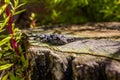 Small lizzard on tree stump Royalty Free Stock Photo