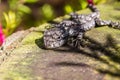 Small lizzard on tree stump Royalty Free Stock Photo