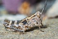 Small locust larvae Royalty Free Stock Photo