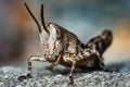 Small locust larvae Royalty Free Stock Photo