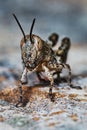 Small locust larvae Royalty Free Stock Photo