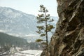 A small lone pine tree on a rocky steep slope of a high mountain overlooking a snow-covered valley Royalty Free Stock Photo