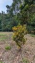 Small lone tree at a corner of park Royalty Free Stock Photo