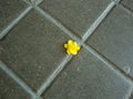 Small lone yellow flower on the pavement