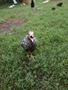 small lonely chickling chicken on grass background Royalty Free Stock Photo