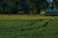 A small lonely deer, hidden among tall green grasses