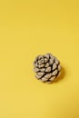small lonely dry pinecone on a yellow surface Royalty Free Stock Photo