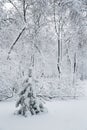 Small lonely pine tree in a snow-covered winter forest. Snowy winter Royalty Free Stock Photo