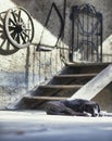 Small lonely puppy sleeps in the yard of an old house in the village