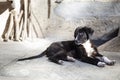 Small lonely puppy sleeps in the yard of an old house in the village