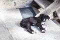 Small lonely puppy sleeps in the yard of an old house in the village