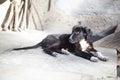 Small lonely puppy sleeps in the yard of an old house in the village