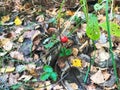 A small lonely red berry in bright autumn yellow and fresh green leaves and grass in the forest. The background Royalty Free Stock Photo