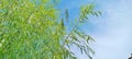 small, long, bamboo-like tree leaves with a clear sky background Royalty Free Stock Photo