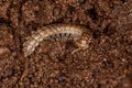 Small Long flange Millipede Royalty Free Stock Photo