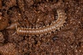 Small Long flange Millipede Royalty Free Stock Photo