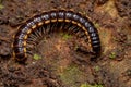 Small Long flange Millipede Royalty Free Stock Photo